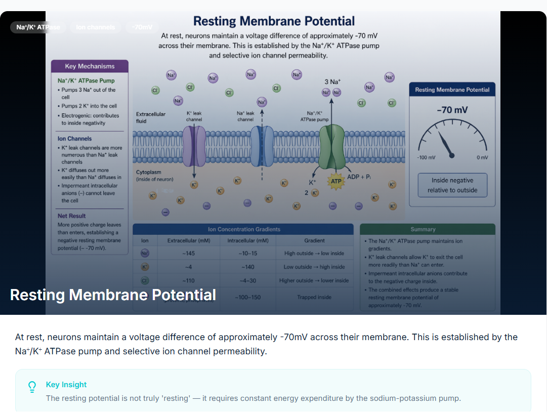Resting membrane potential lesson slide